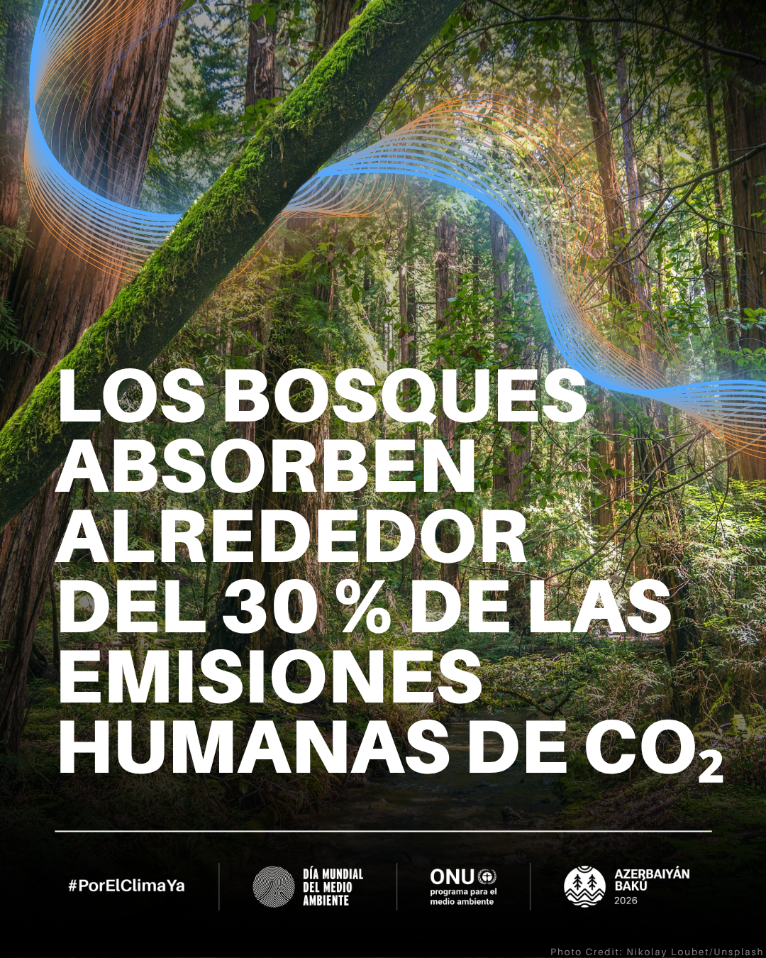 Día Mundial del Medio Ambiente, 5 junio -Los bosques absorben alrededor del 30% de las emisiones humanas de CO2