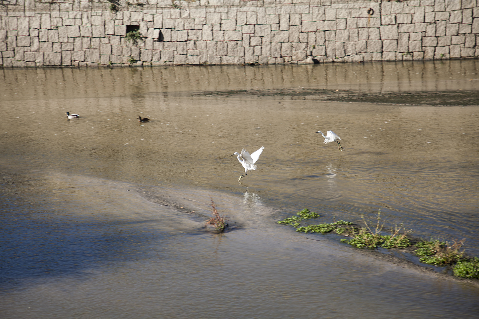 Plan de renaturalización del río Manzanares. Visita 20 de sept 2016 (Foto 14)