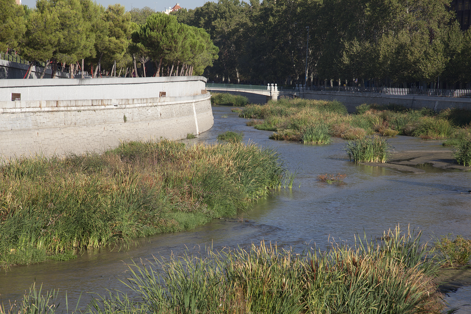 Plan de renaturalización del río Manzanares. Visita 20 de sept 2016 (Foto 19)