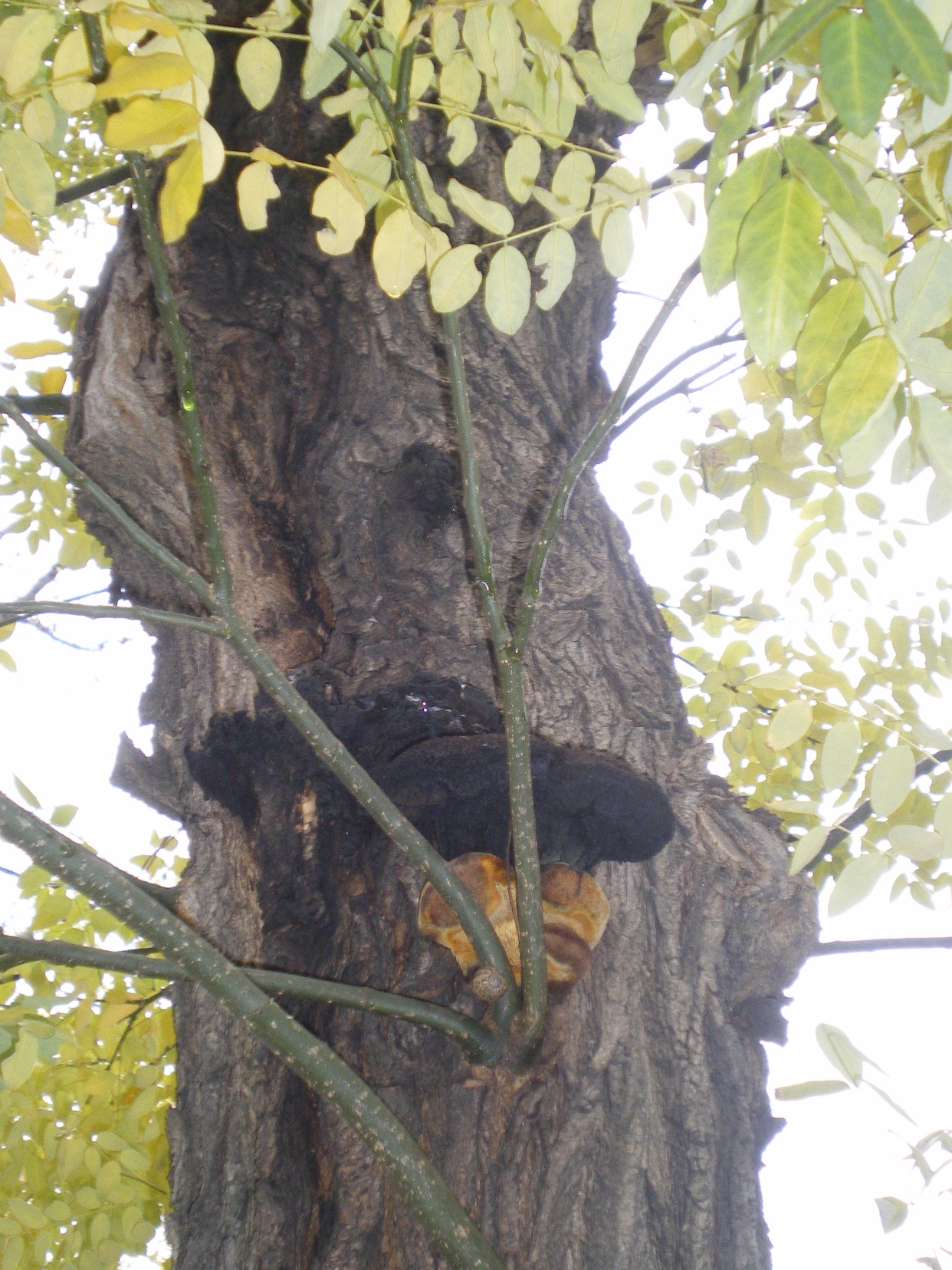 Detalle de un árbol enfermo