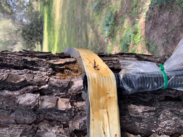 Foto cedida por Ayuntamiento de Madrid