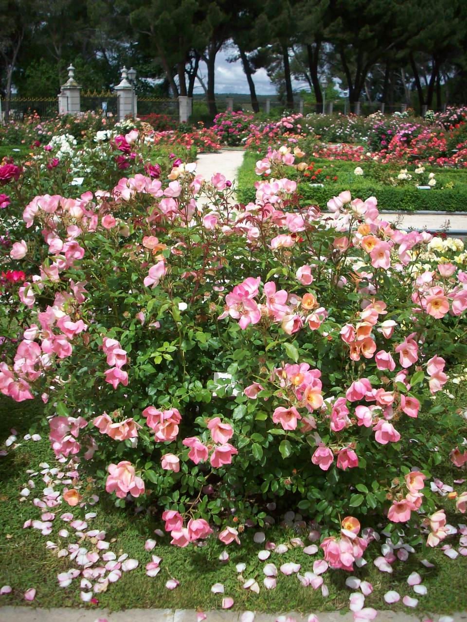 Certificado de m&eacute;rito al mejor rosal floribunda o polianta al rosal n&uacute;mero 33. Pa&iacute;s: Espa&ntilde;a