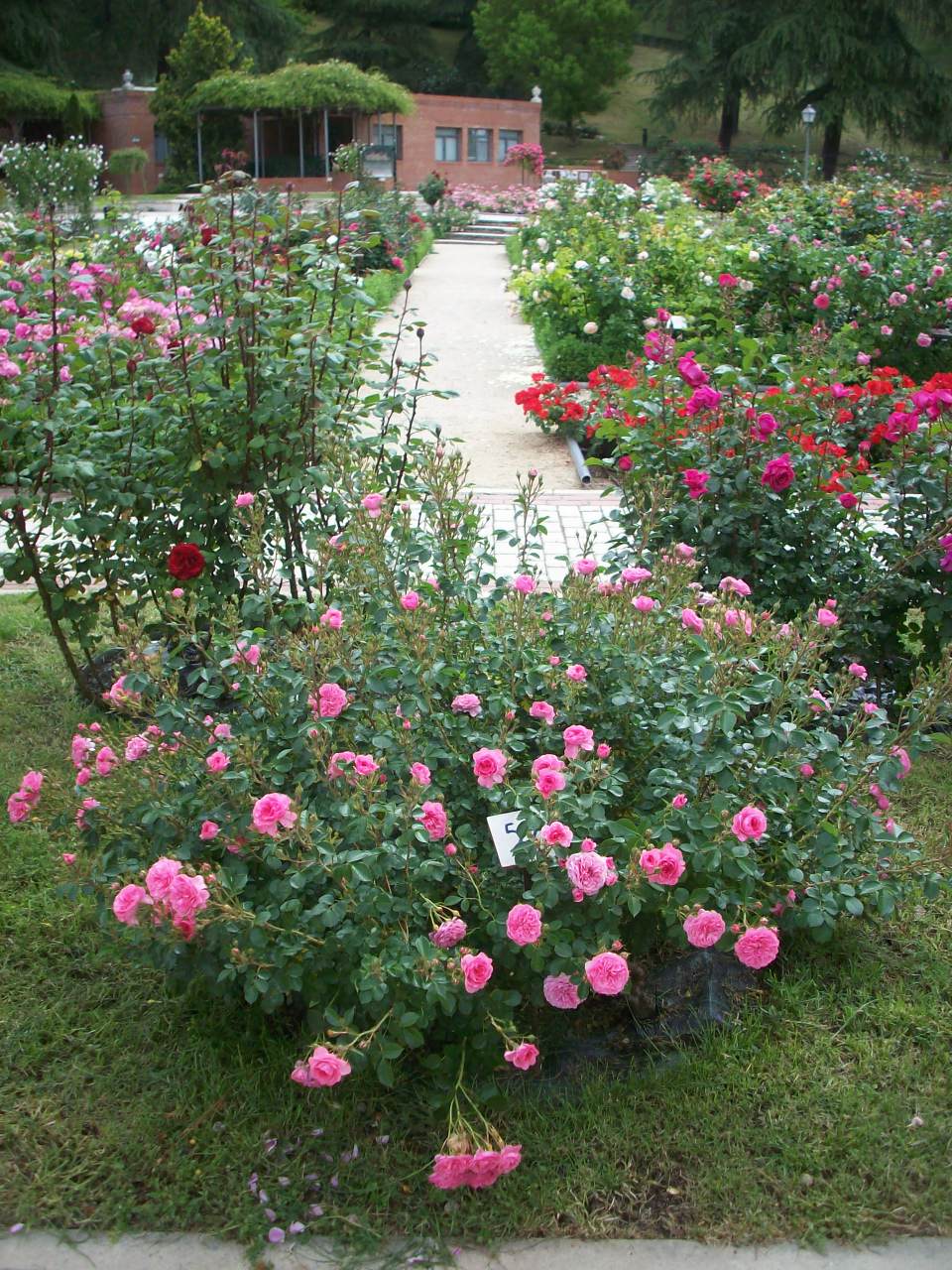 Certificado de m&eacute;rito al mejor rosal miniatura al rosal n&uacute;mero 59. Pa&iacute;s: Espa&ntilde;a