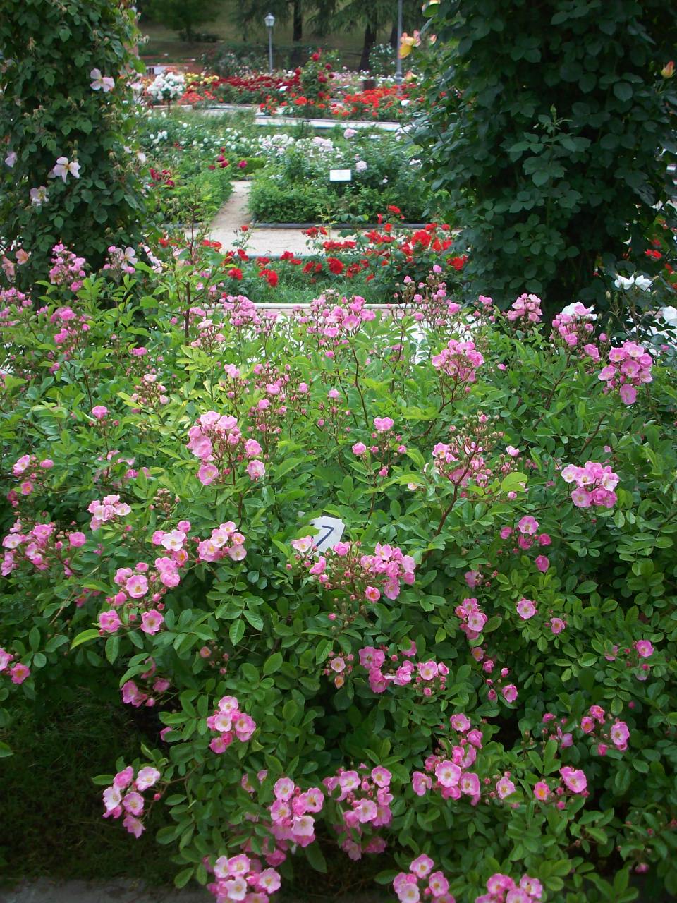 Medalla de oro y diploma al rosal n&uacute;mero 67, tipo arbustivo. Pa&iacute;s: B&eacute;lgica