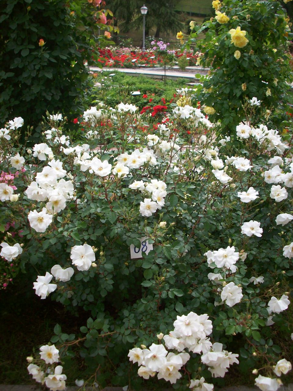 Certificado de m&eacute;rito al mejor rosal arbustivo, cubresuelos o trepador al rosal n&uacute;mero 68. Pa&iacute;s: Espa&ntilde;a