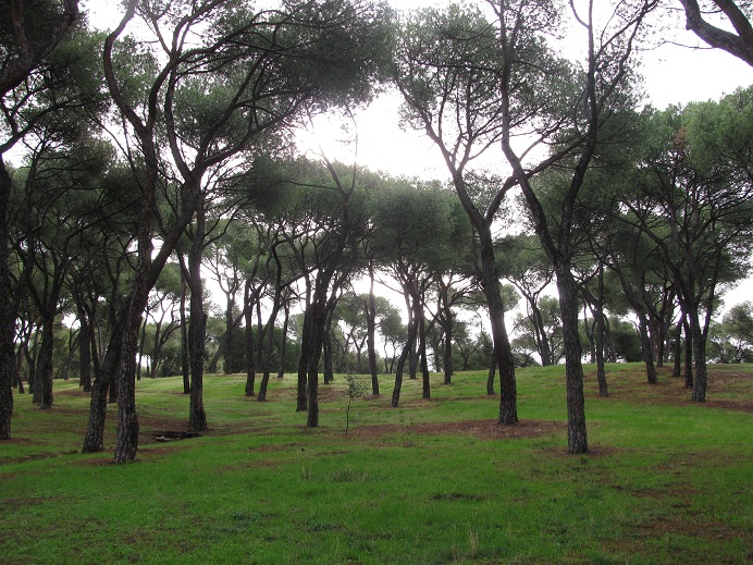 Un artículo sobre el valor del bosque urbano de Madrid recibe el premio de  la revista PARJAP - Ayuntamiento de Madrid
