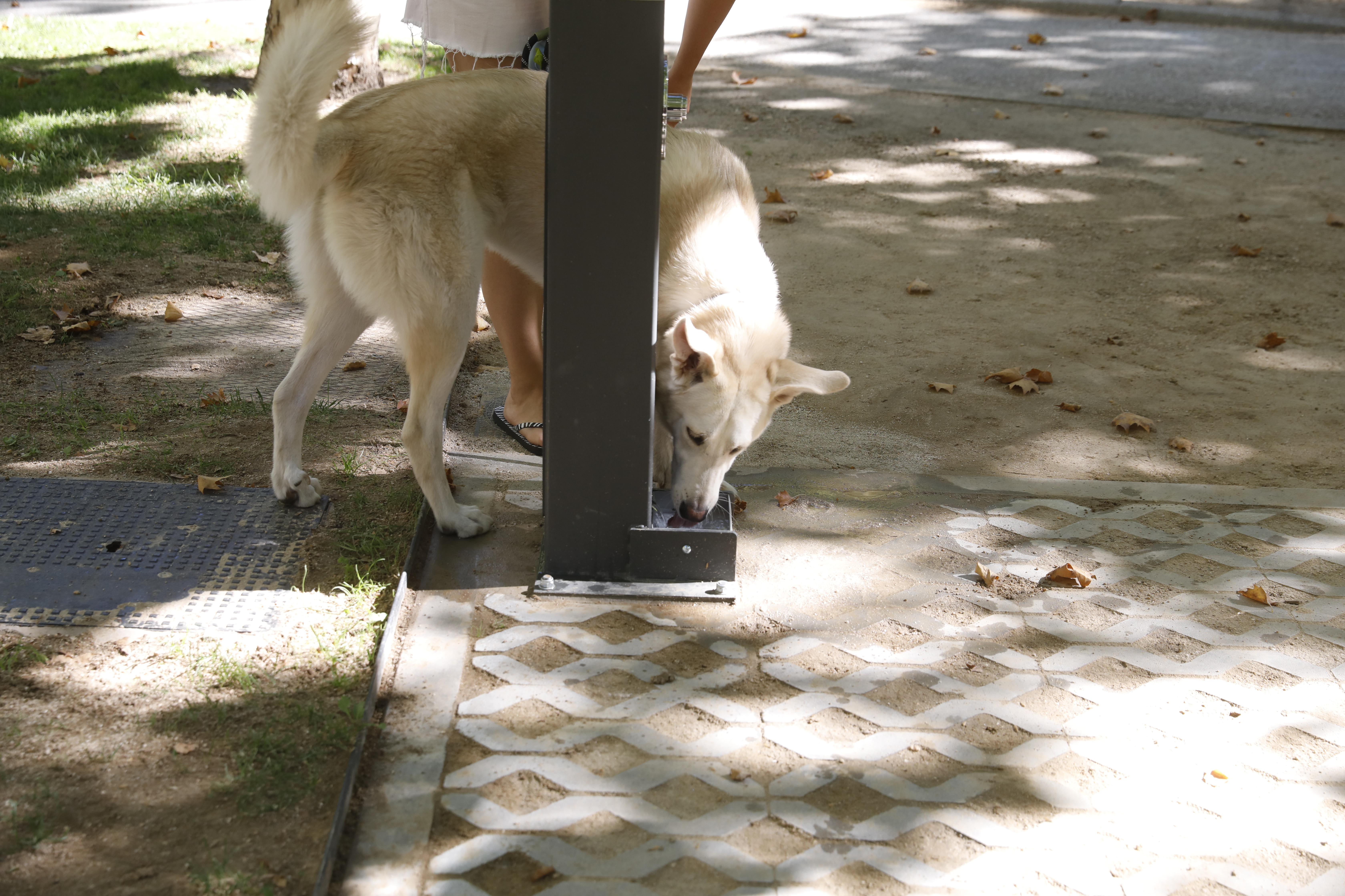 Un perro bebe de una fuente de agua potable