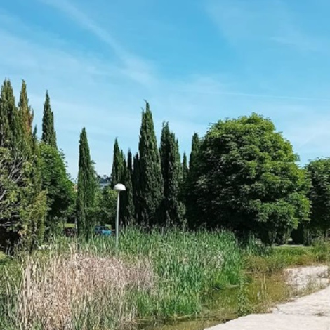 Un proyecto municipal de fomento de la biodiversidad favorece la aparici&oacute;n de algas de alto valor ecol&oacute;gico en una charca de Carabanchel