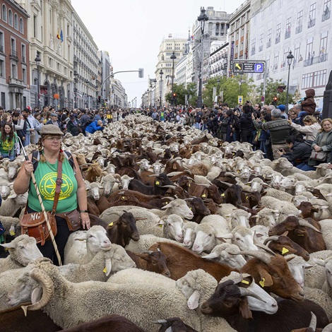 Un reba&ntilde;o de 1.400 ovejas y cabras protagoniza la Fiesta de la Trashumancia: el cambio de recorrido llevar&aacute; la recepci&oacute;n municipal a la plaza de la Villa
