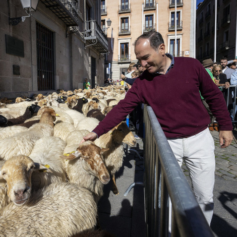 Madrid celebra la Fiesta de la Trashumancia, un homenaje a la ganadería y al patrimonio cultural