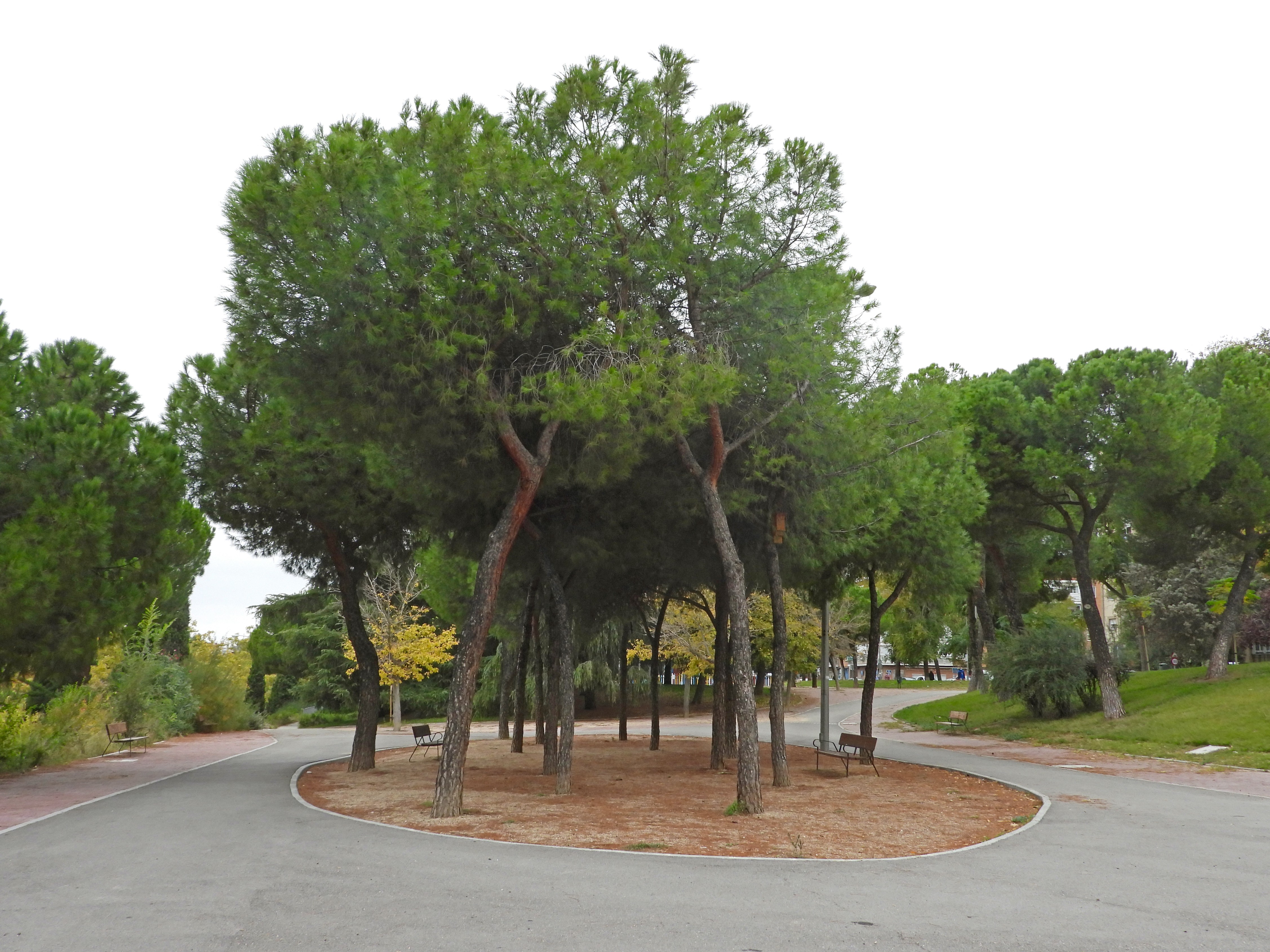 se observa un parque con caminos, &aacute;rboles y bancos