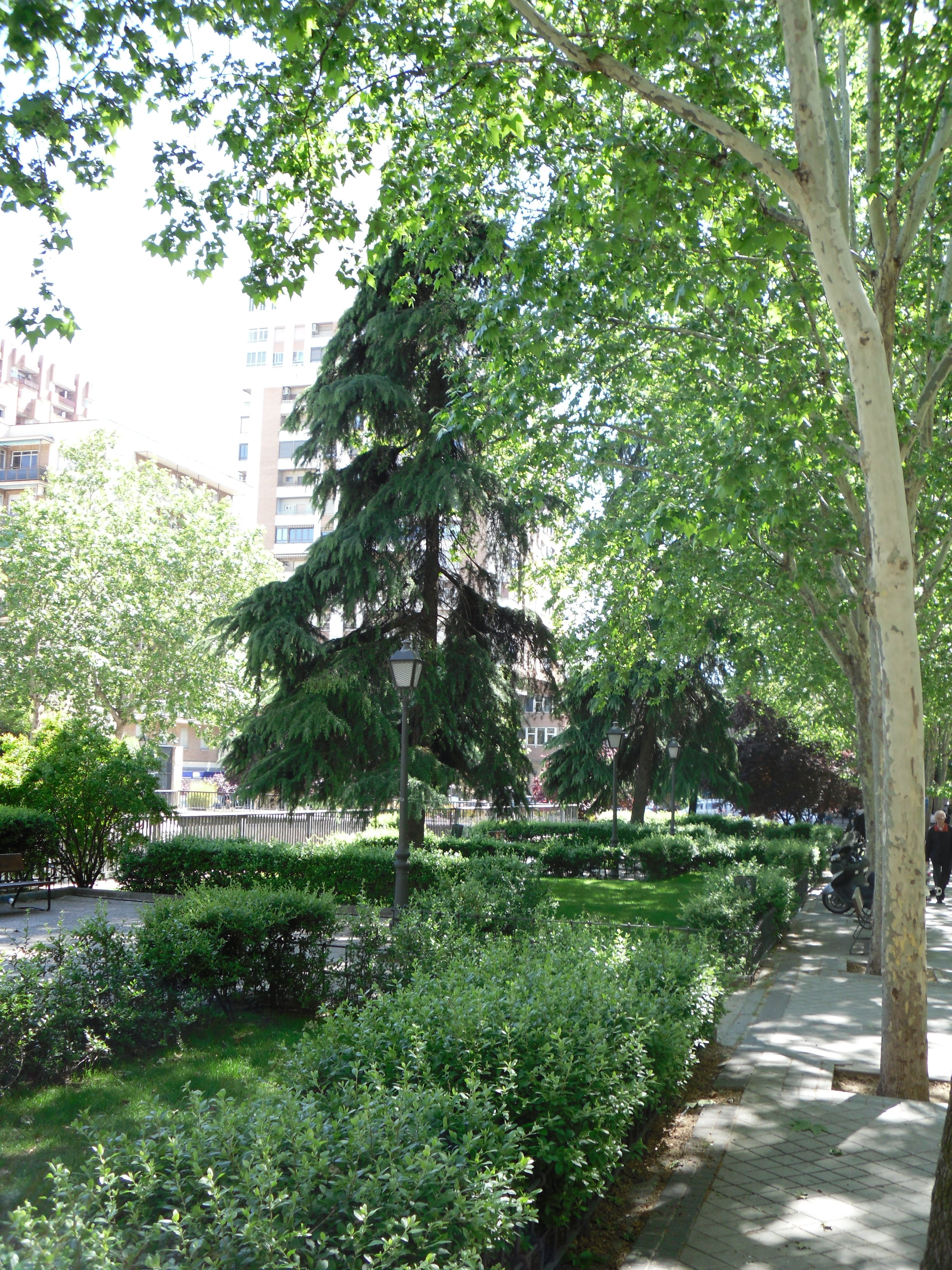 Se observa parte de un jard&iacute;n con diversa vegetaci&oacute;n 