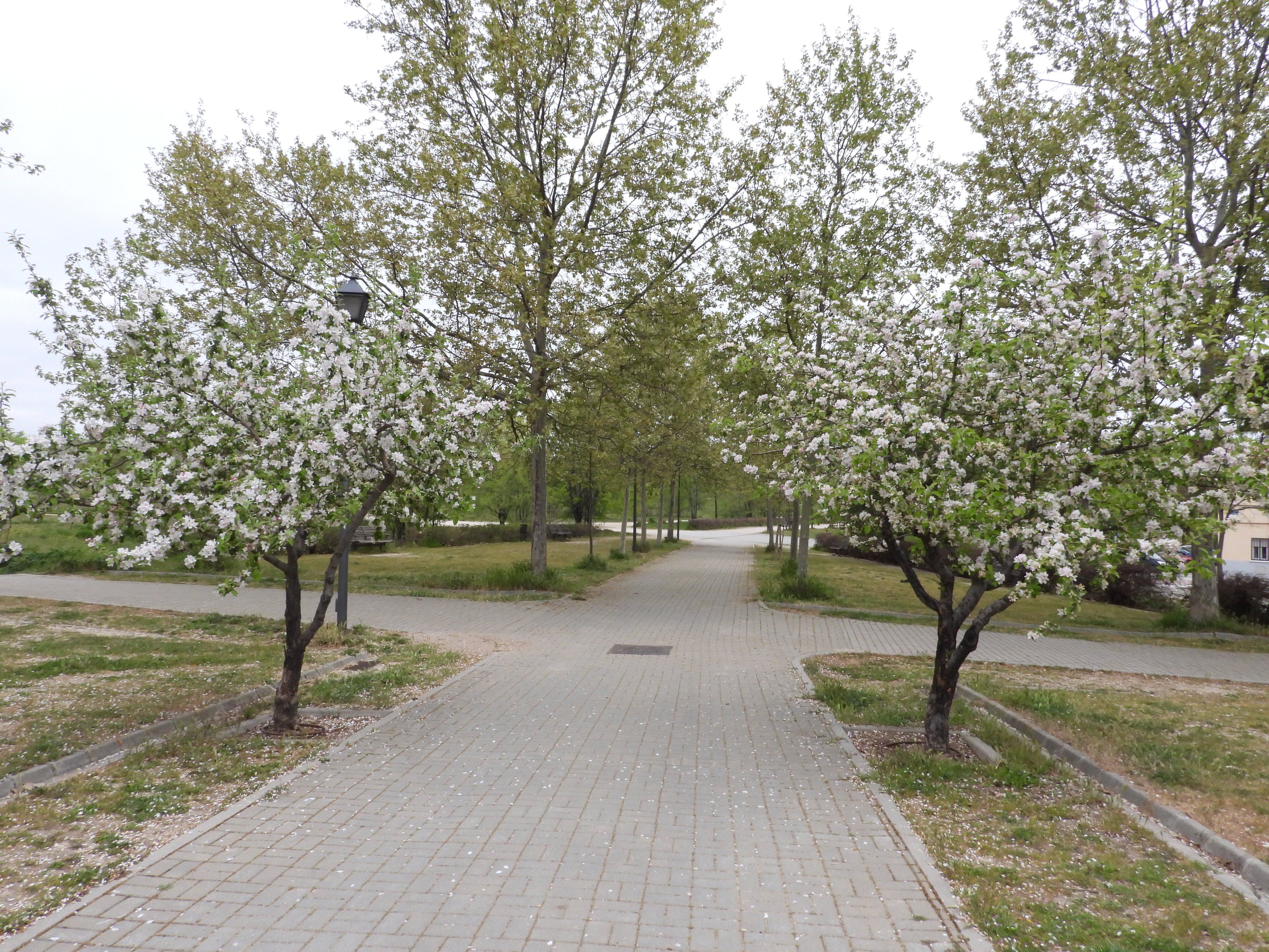 se observa un camino adoquinado rodeado de c&eacute;sped y &aacute;rboles