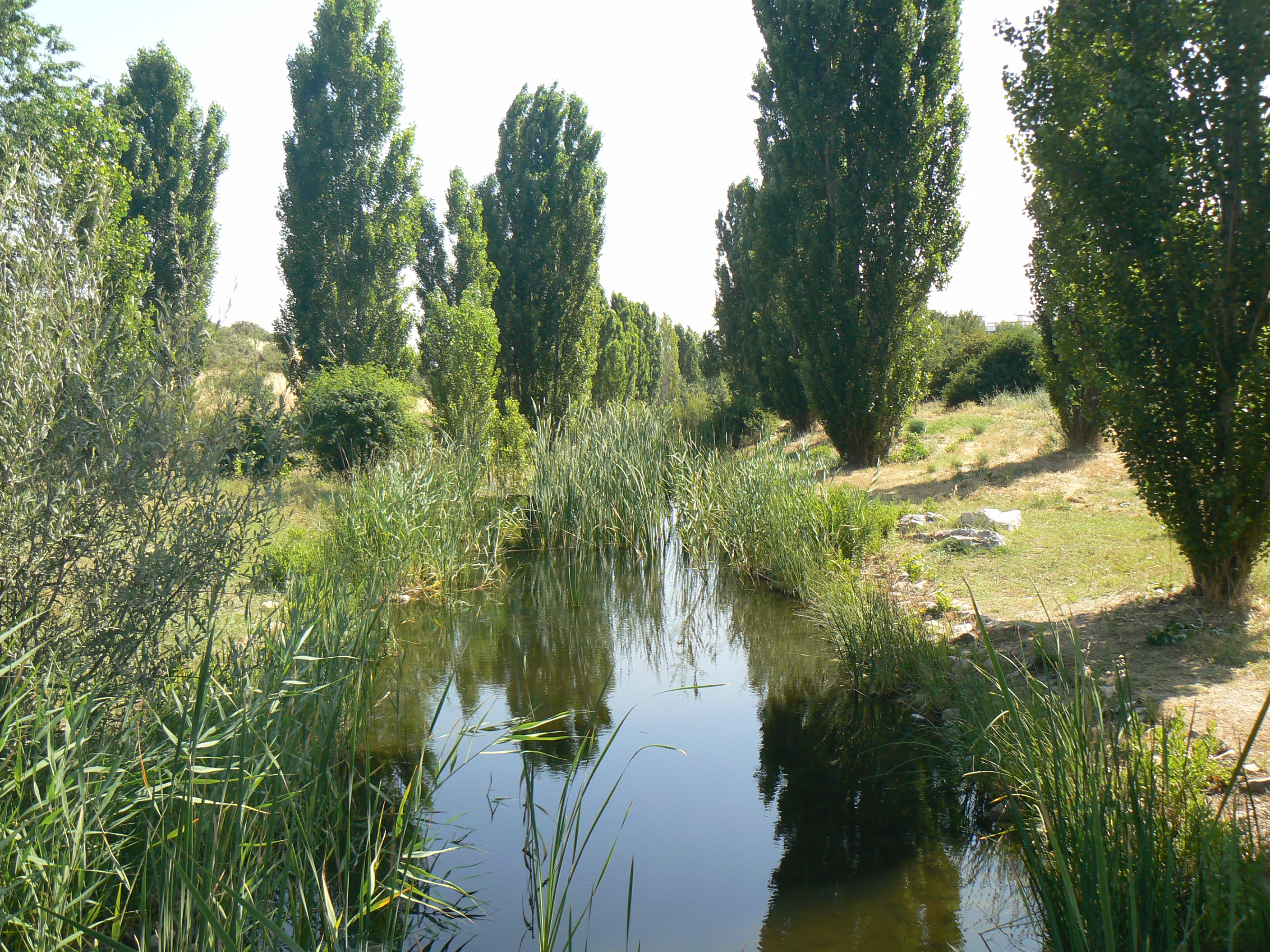 Foto Parque Felipe VI Cauce 2