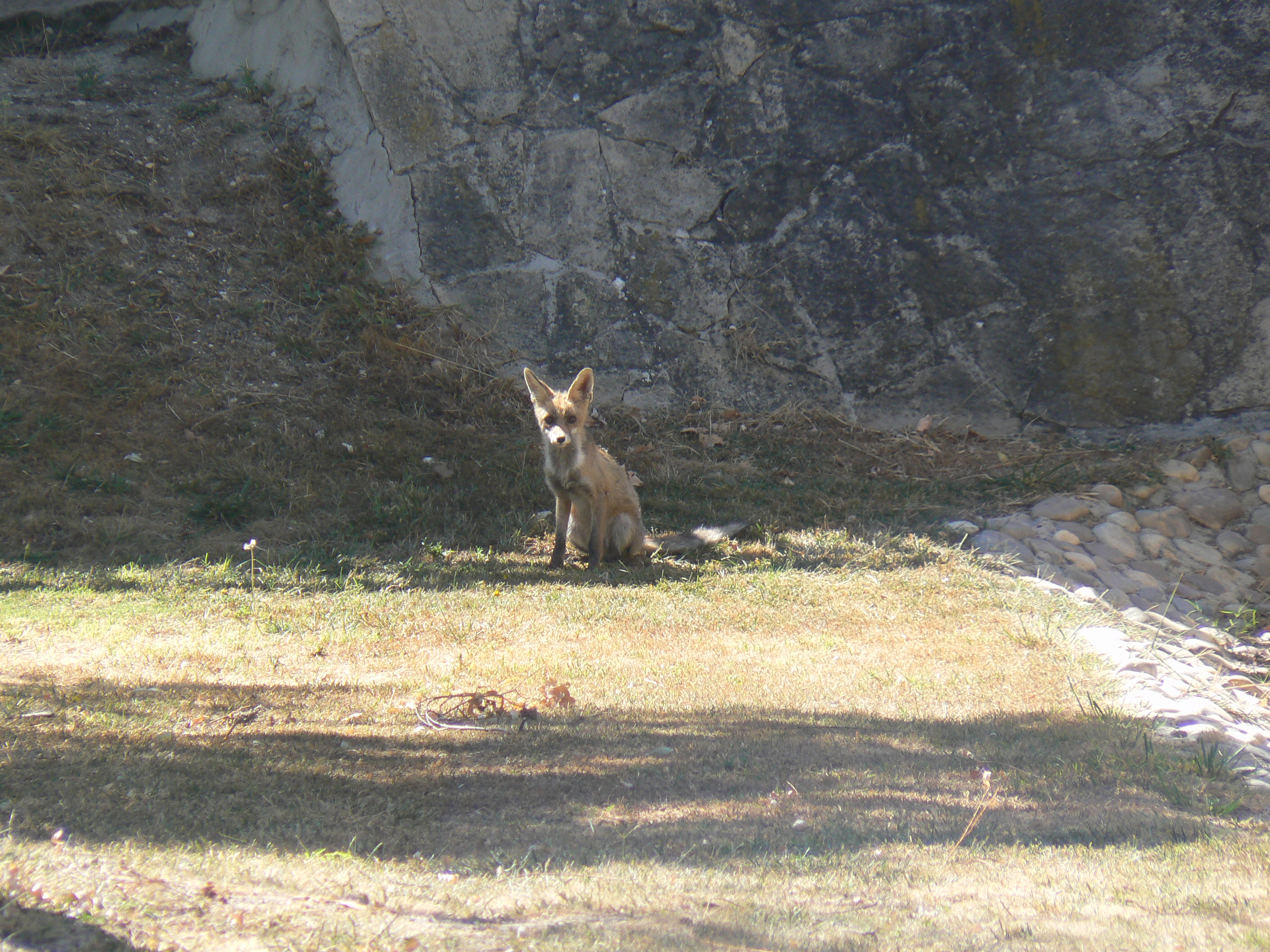 Foto Parque Felipe VI Zorro