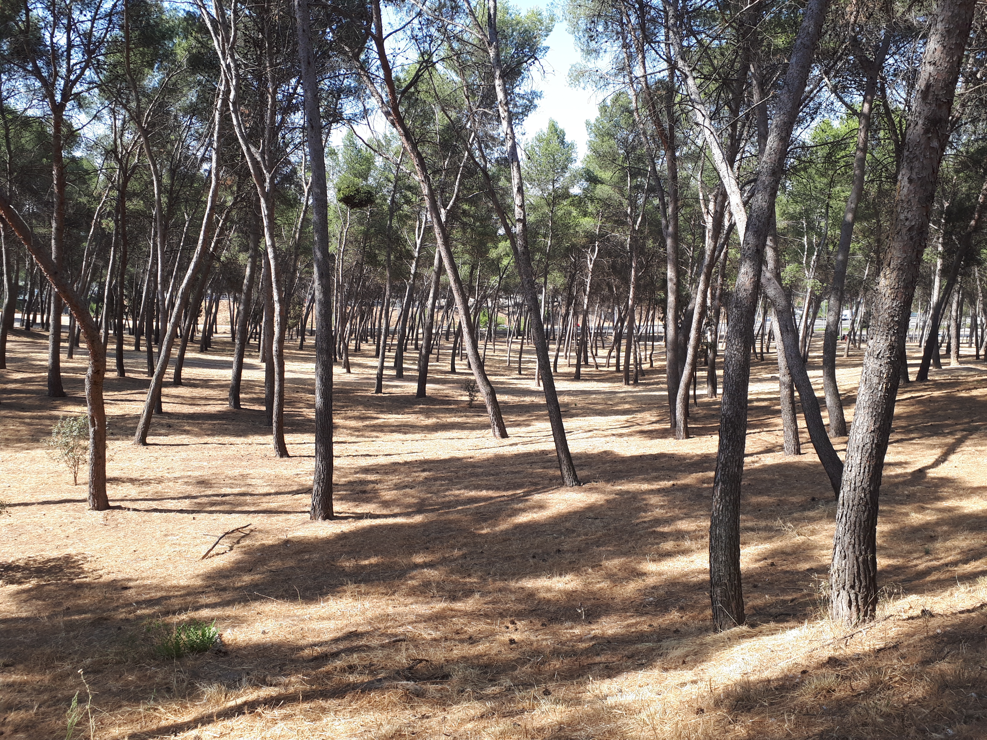 se observa un bosque de pinos