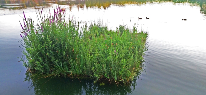 Isleta en el lago de la Casa de Campo