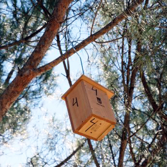 Caja nido instalada en un pino